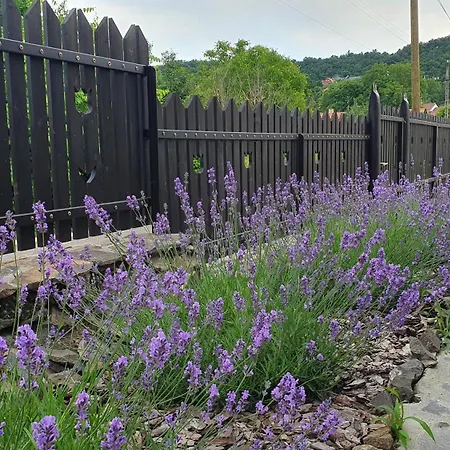 Apartamento Várlak Hollőkőn